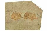 Two Orange Foulonia Trilobite With Euloma - Fezouata Formation #270138-1